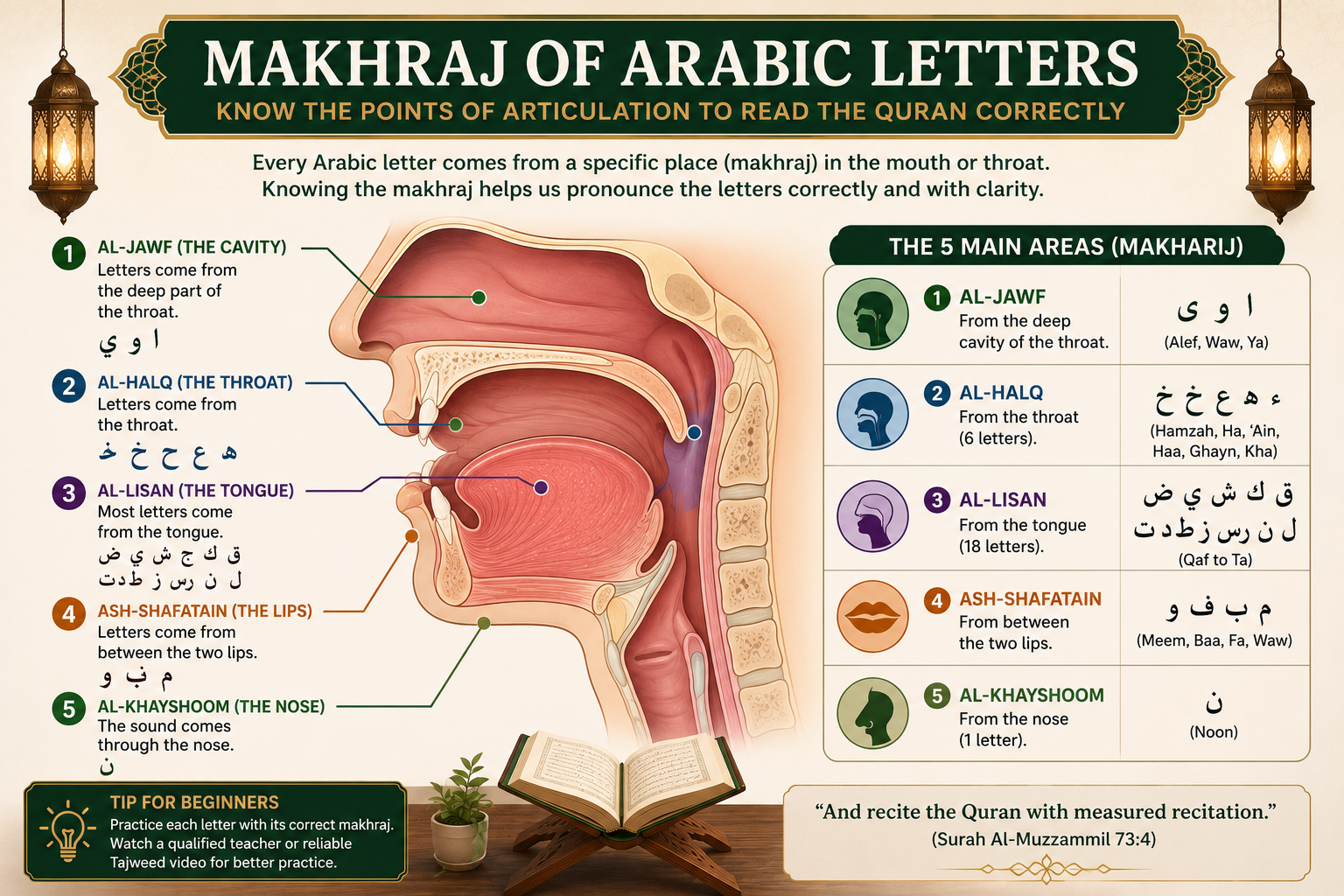 Diagram showing Makhraj articulation points of Arabic letters